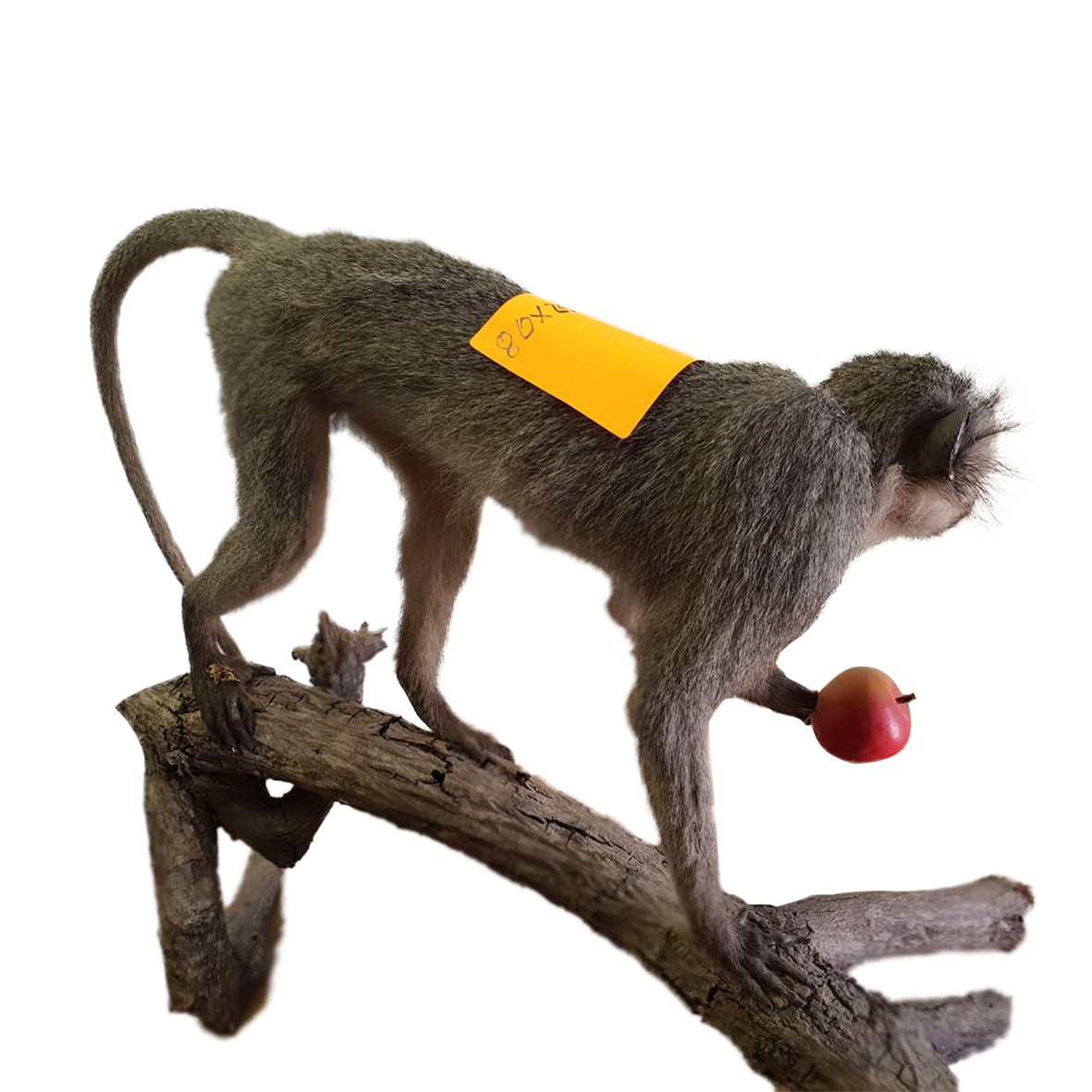 Vervet Monkey Full Mount - Image 3