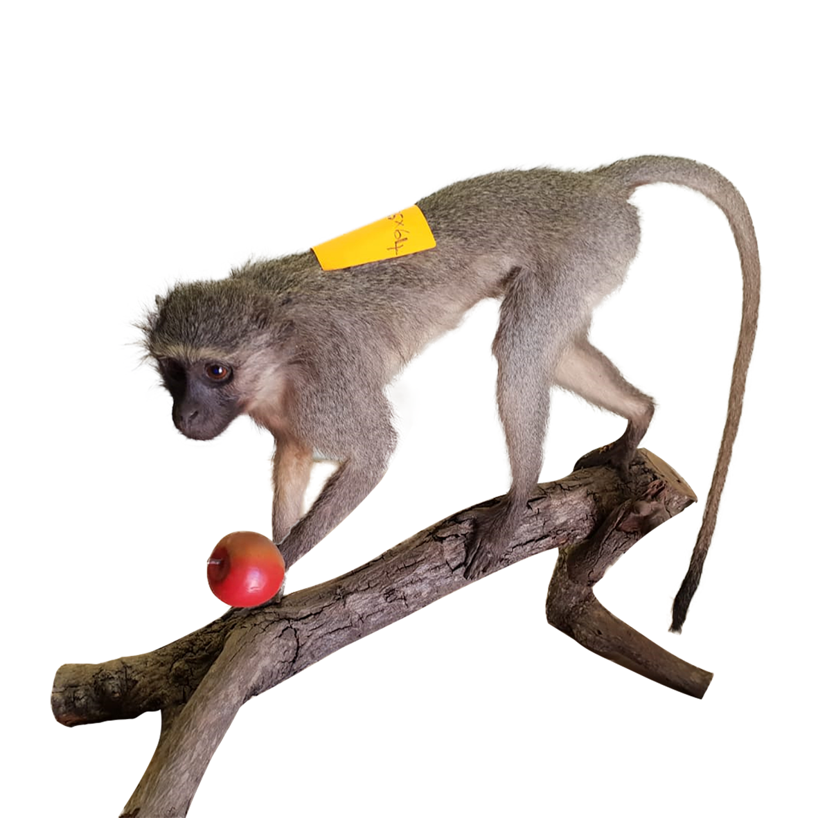 Vervet Monkey Full Mount - Image 4