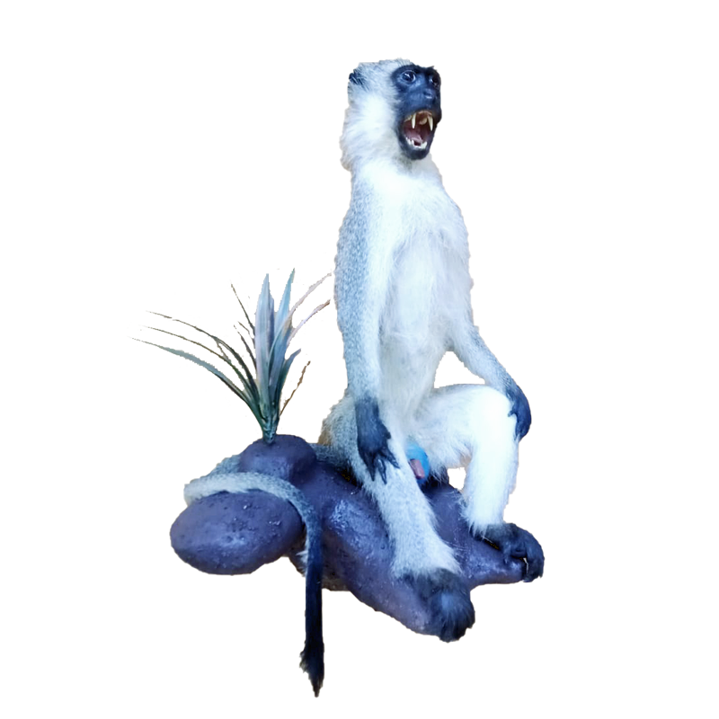 Vervet Monkey Full Mount