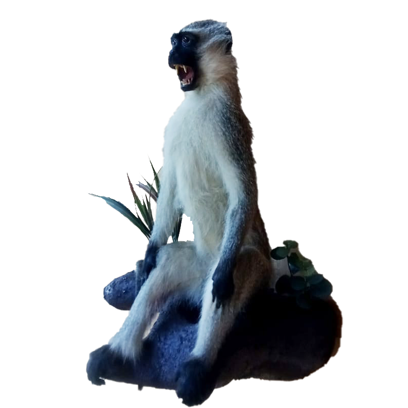 Vervet Monkey Full Mount - VMFM110 - Image 3