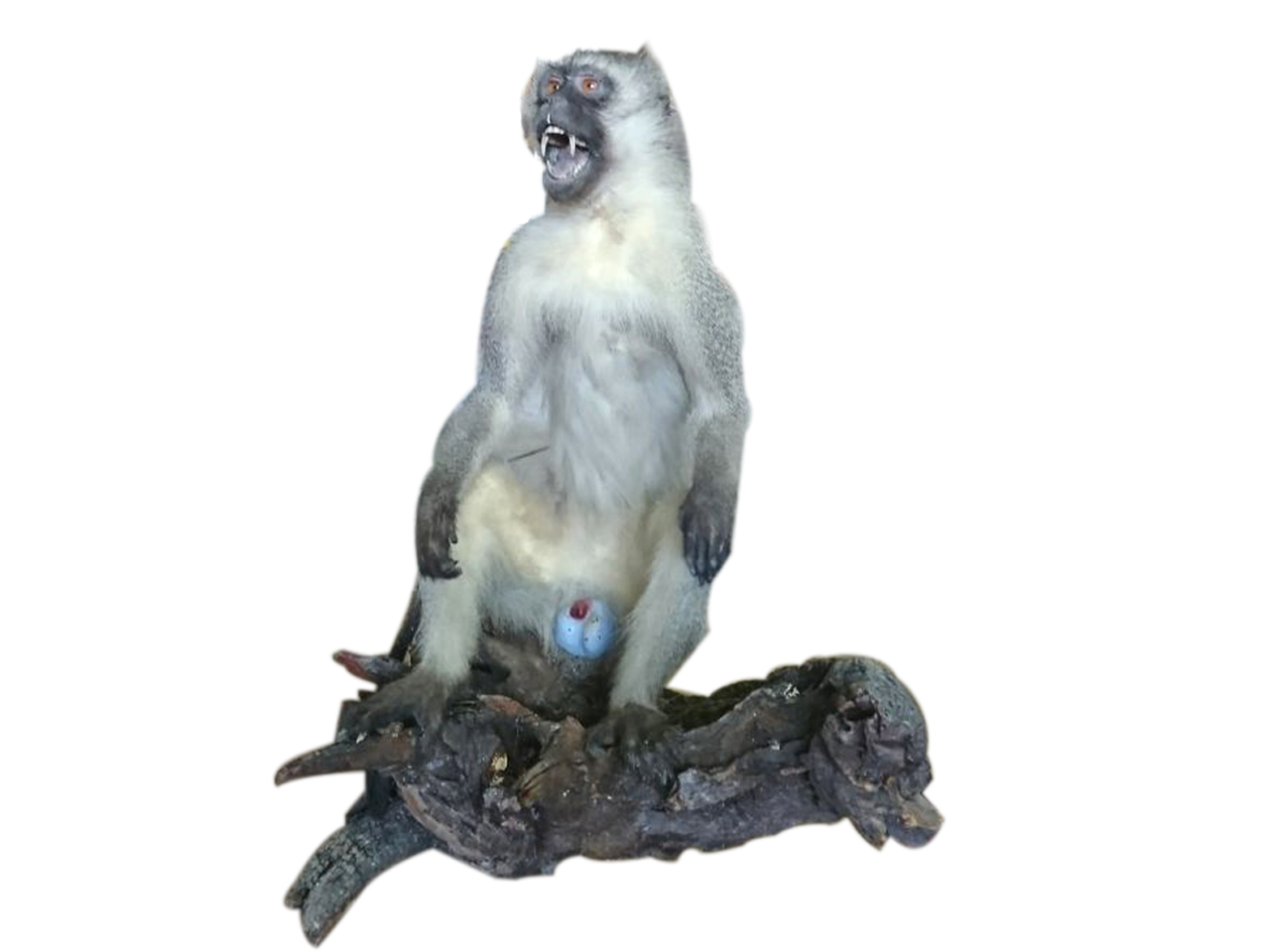 Vervet Monkey Full Mount - C