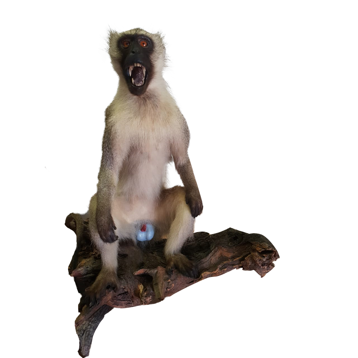 Vervet Monkey Full Mount VM02 - Image 2