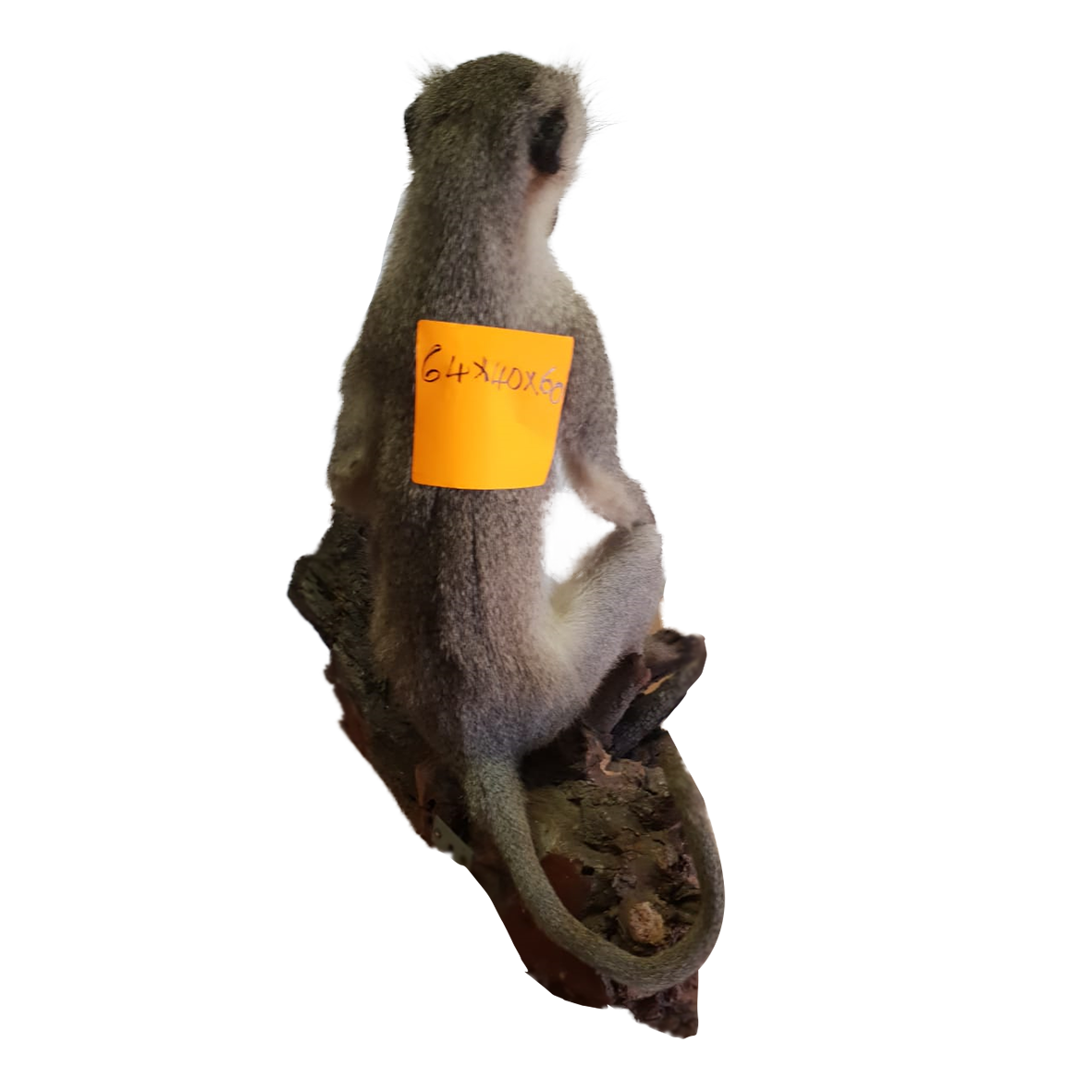 Vervet Monkey Full Mount VM02 - Image 3