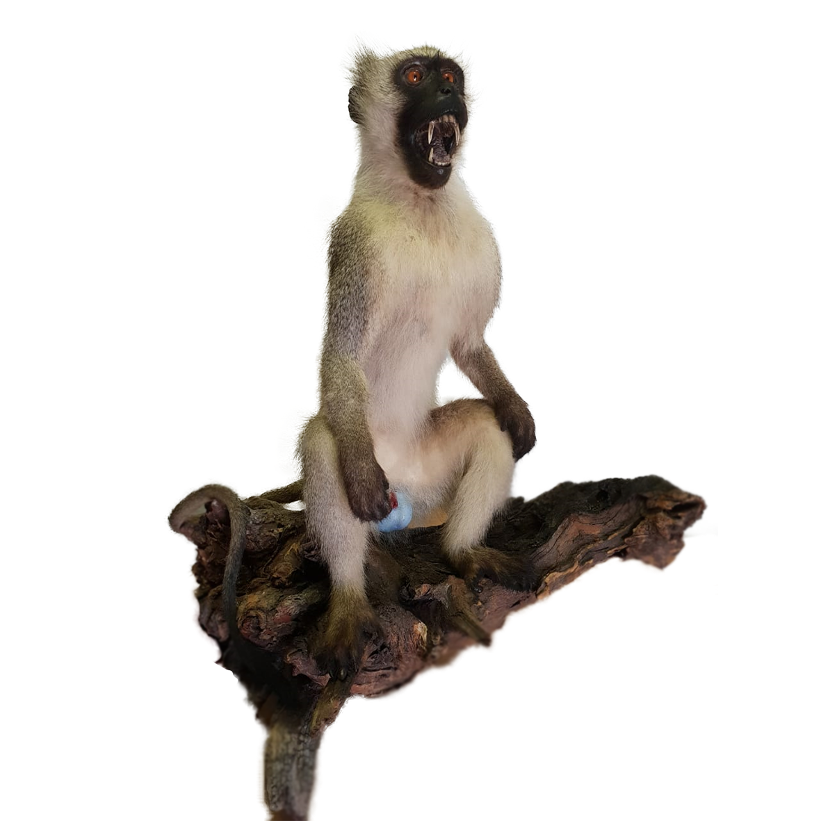 Vervet Monkey Full Mount VM02