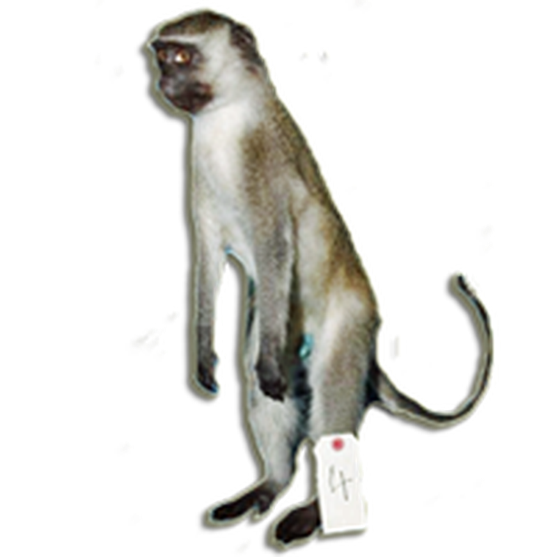 Vervet Monkey Full Mount VMFM105