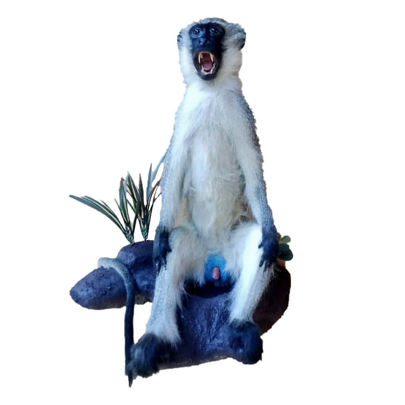 Vervet Monkey Full Mount - VMFM110