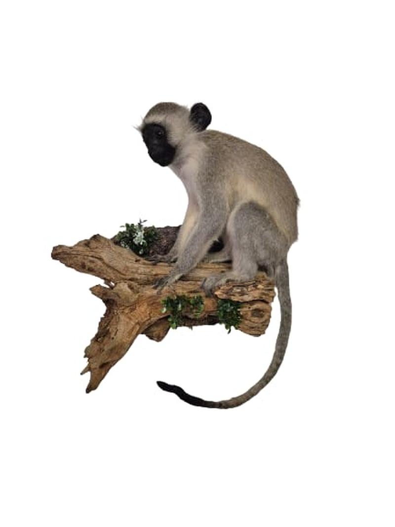 Vervet Monkey Full Mount - Image 2