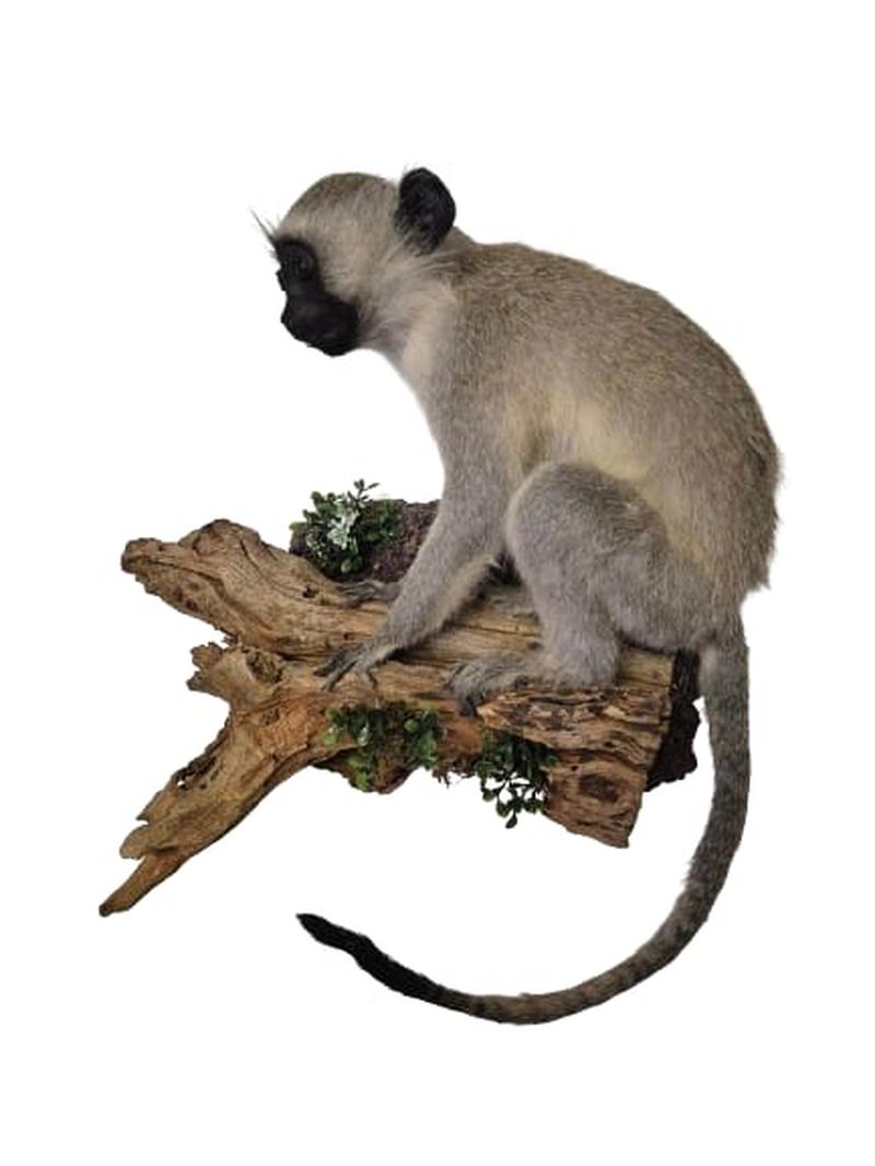 Vervet Monkey Full Mount - Image 3