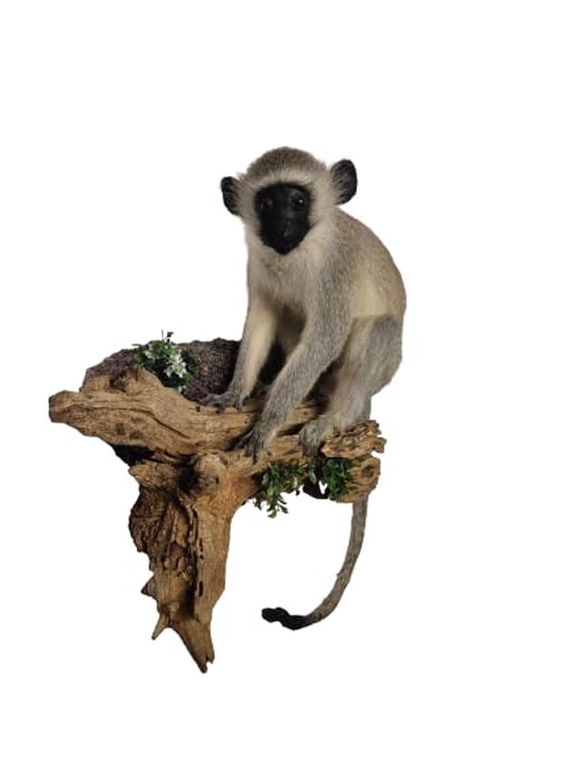 Vervet Monkey Full Mount
