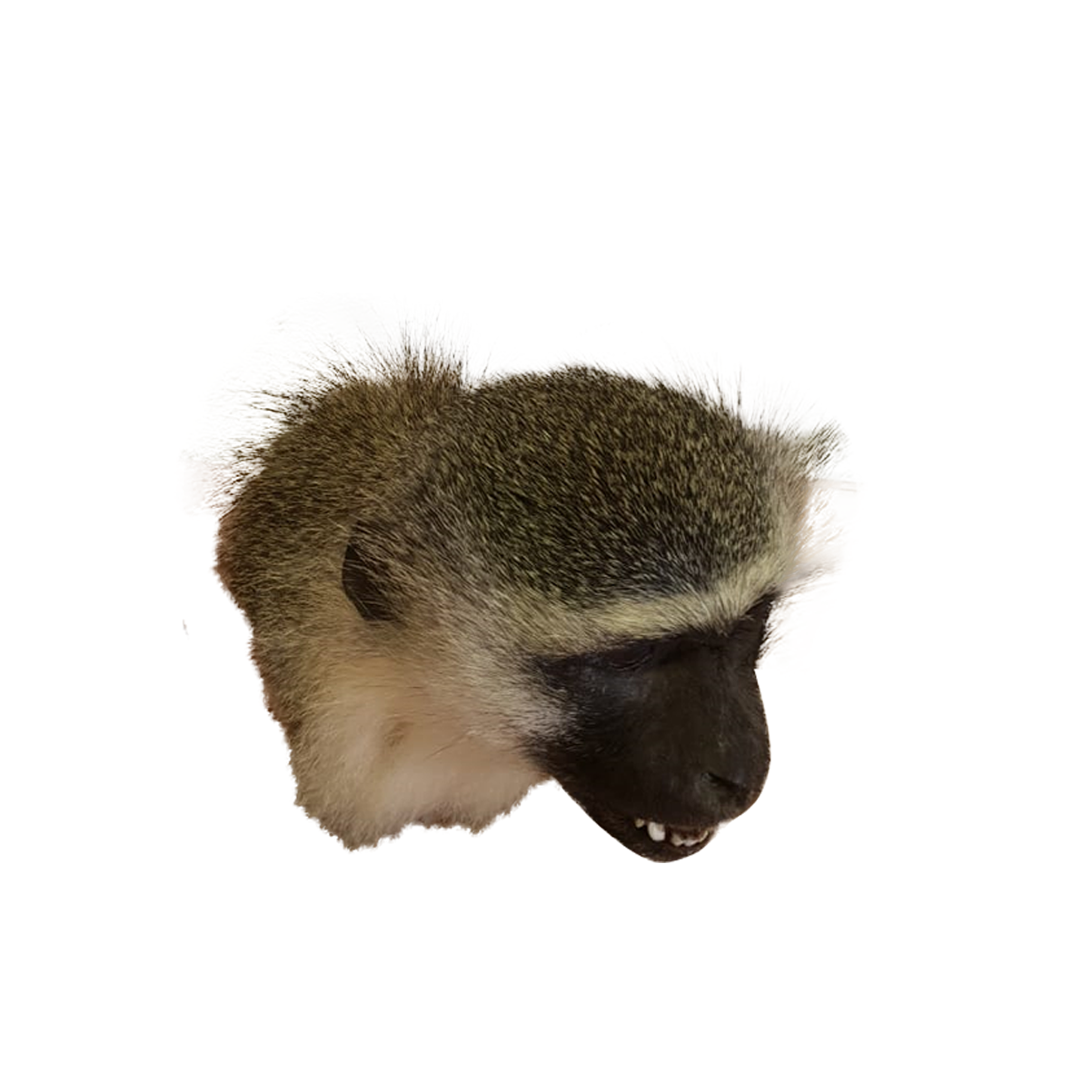 Vervet Monkey Shoulder Mount VMS01 - Image 3