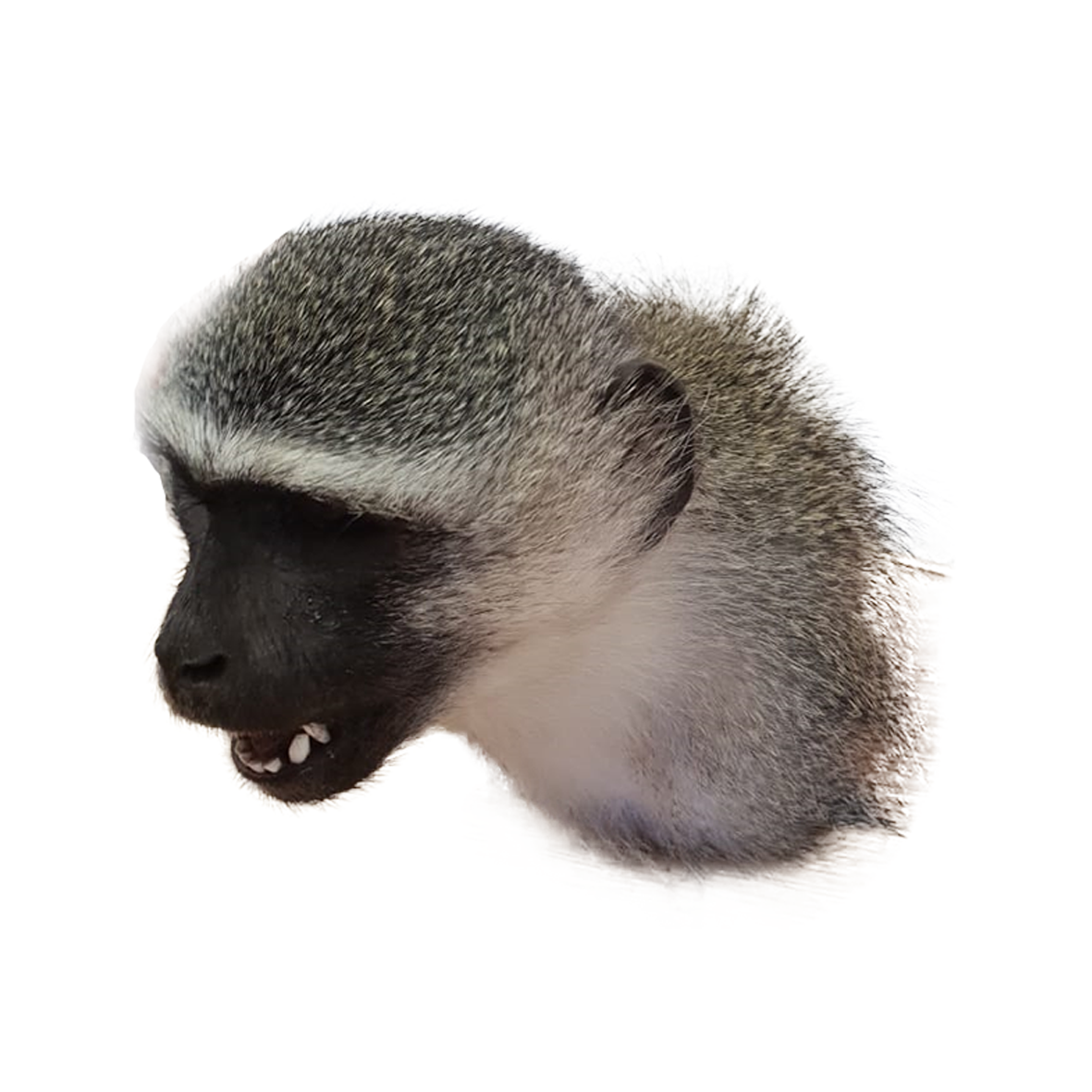 Vervet Monkey Shoulder Mount VMS01