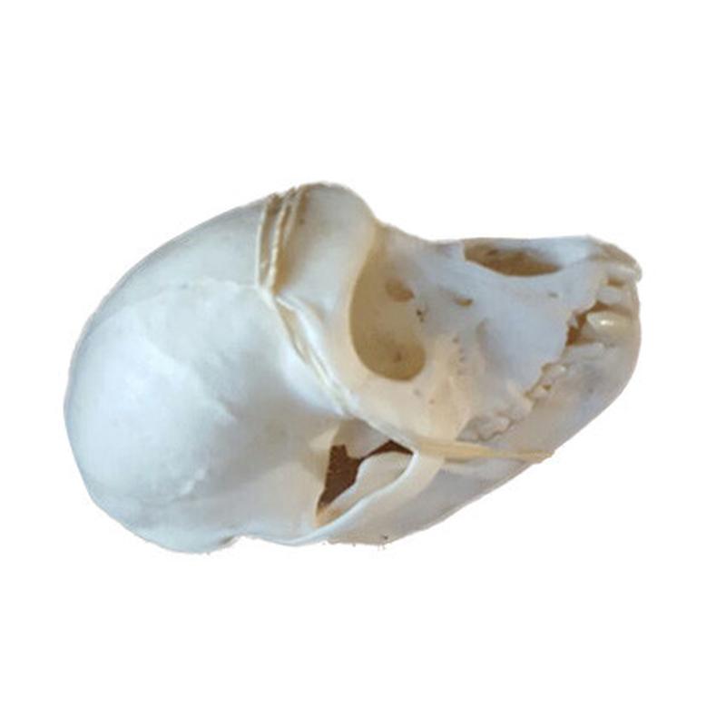 Vervet Monkey Skull VS02 - Image 2