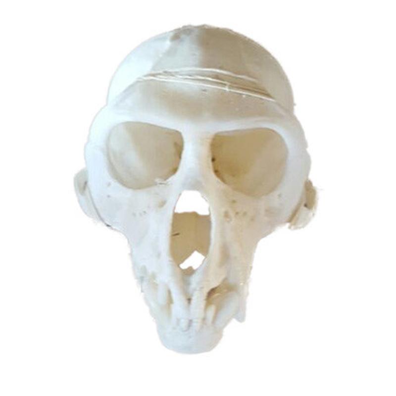Vervet Monkey Skull VS02