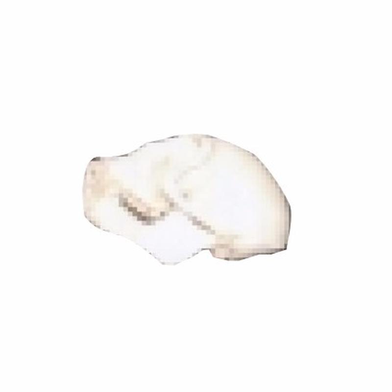 Vervet Skull VS1