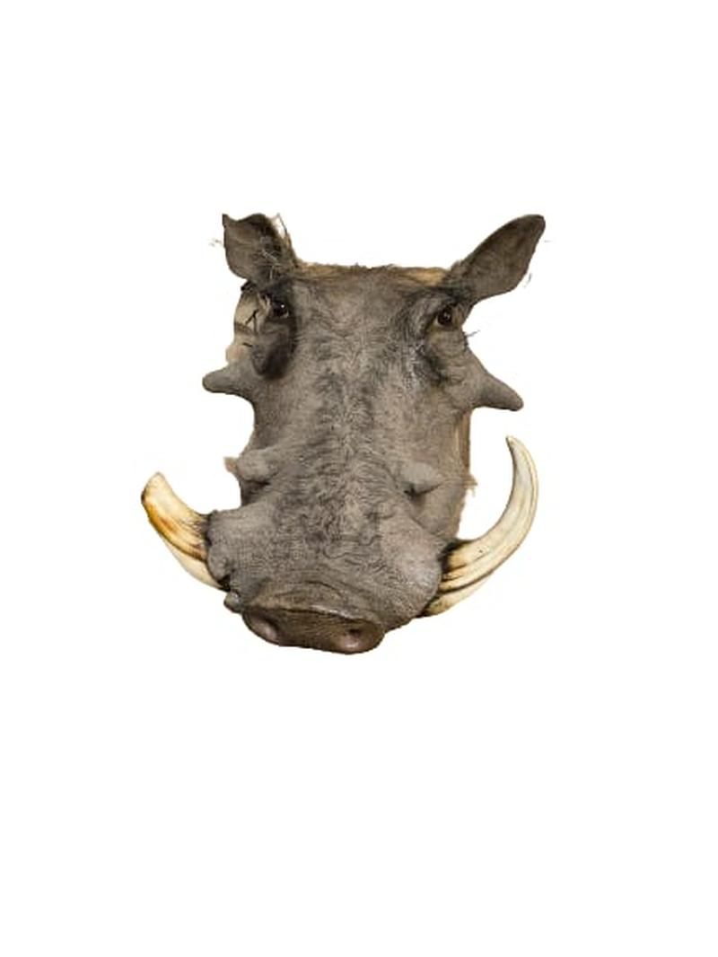 Warthog Shoulder Mount - WSM001 - Image 2