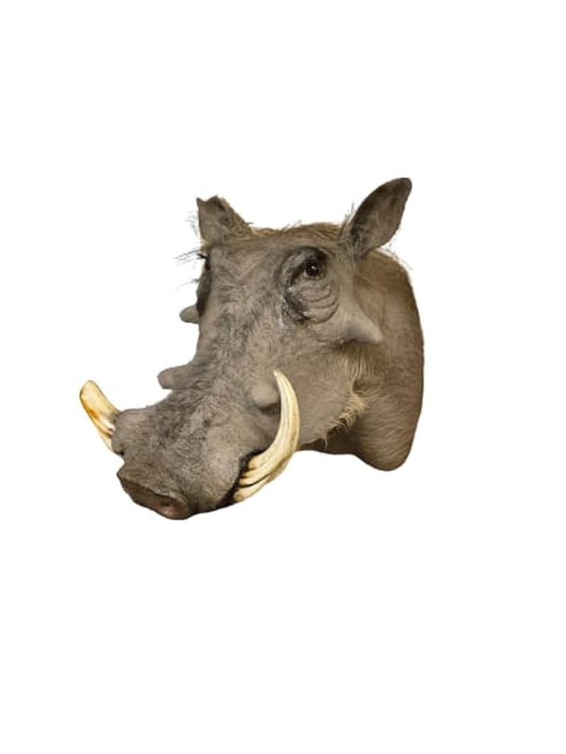 Warthog Shoulder Mount - WSM001 - Image 3