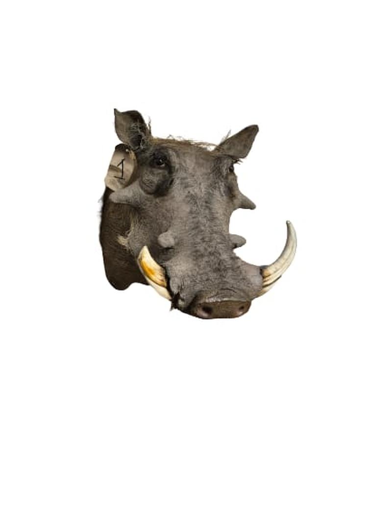 Warthog Shoulder Mount - WSM001