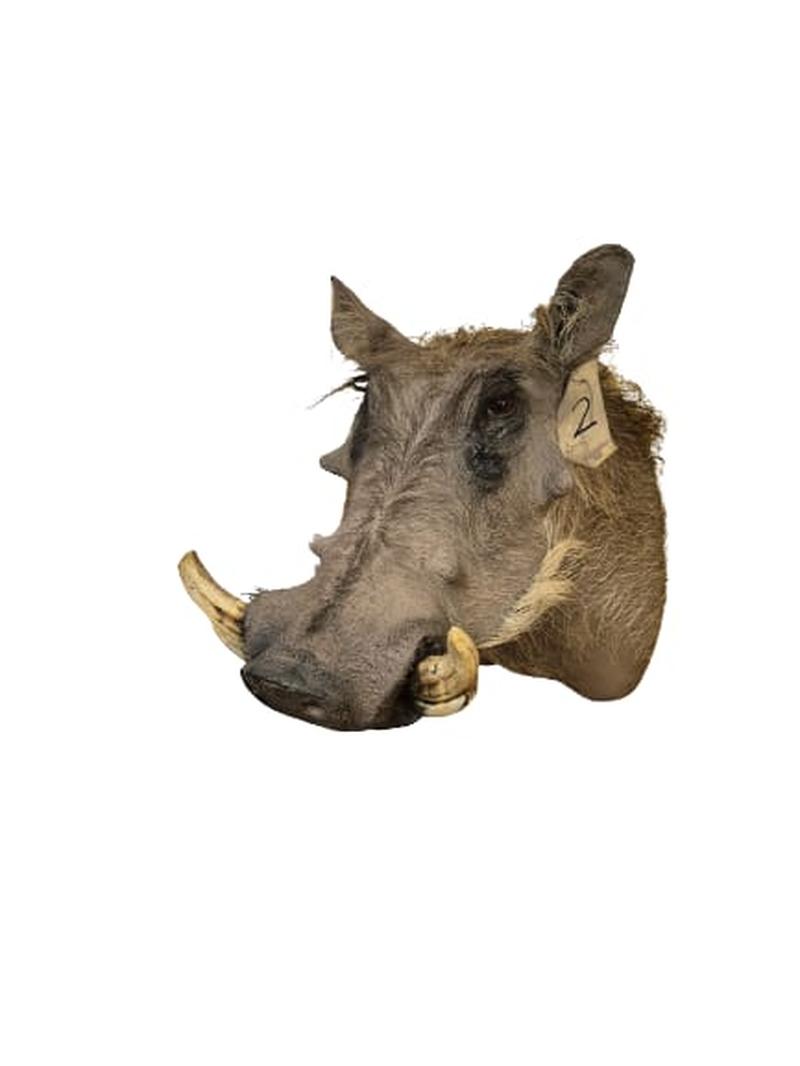 Warthog Shoulder Mount - WSM002 - Image 2