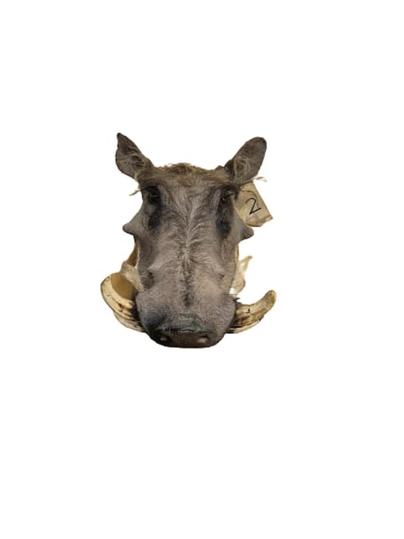 Warthog Shoulder Mount - WSM002 - Image 3