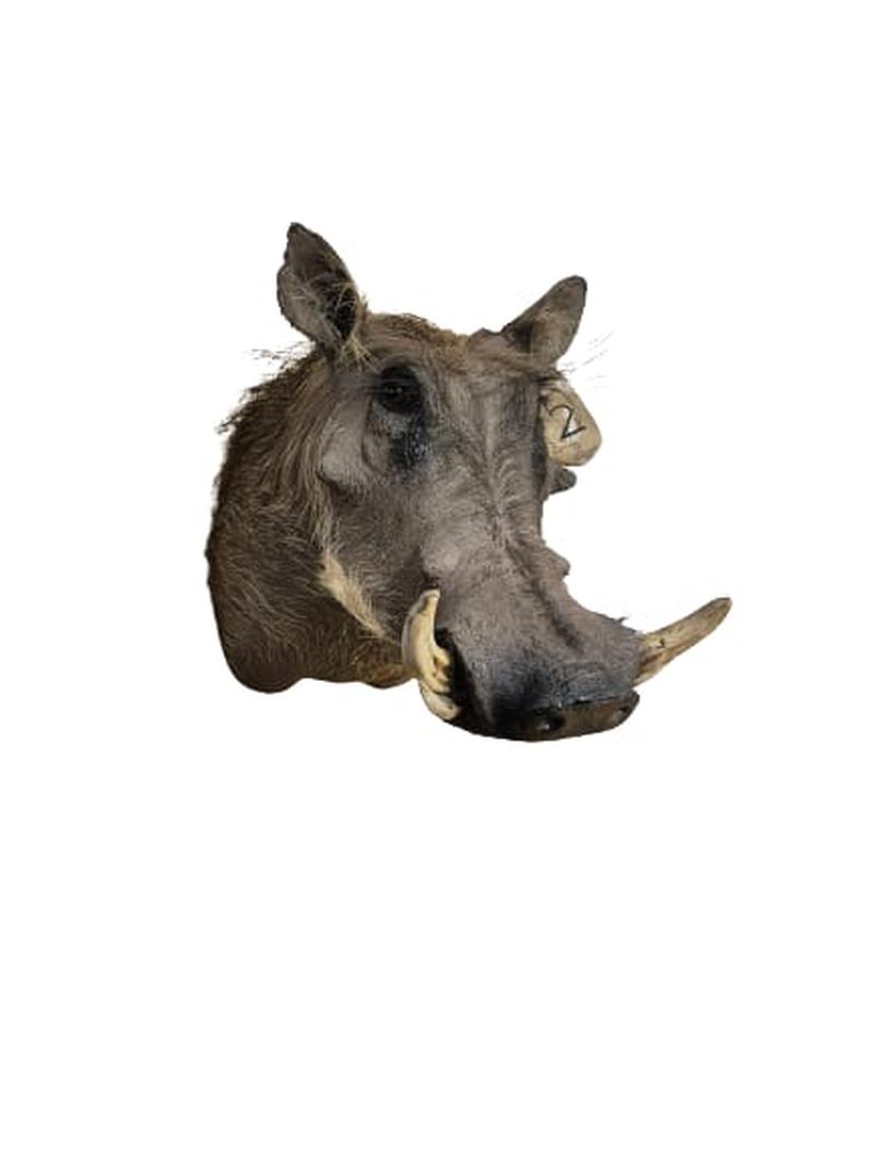 Warthog Shoulder Mount - WSM002