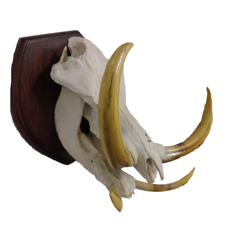 Warthog Skull And Tusk Set - WSTM 108 - Image 2
