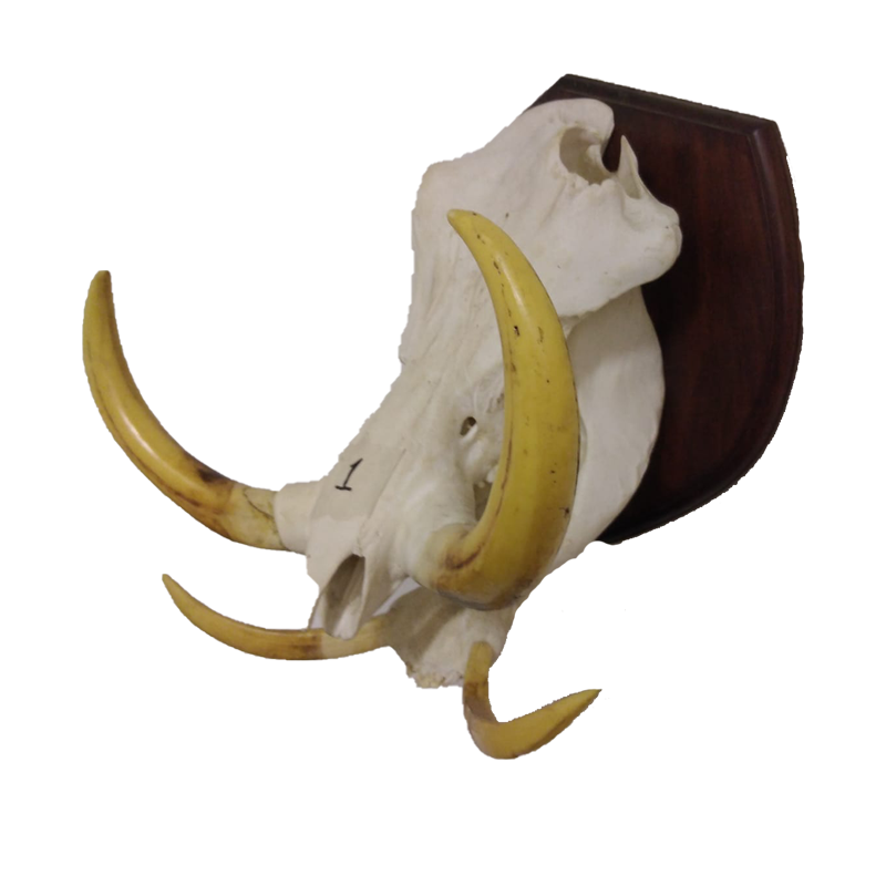 Warthog Skull And Tusk Set - WSTM 108 - Image 3