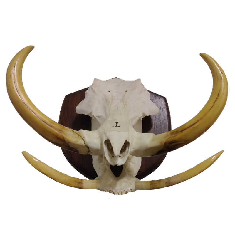 Warthog Skull And Tusk Set - WSTM 108