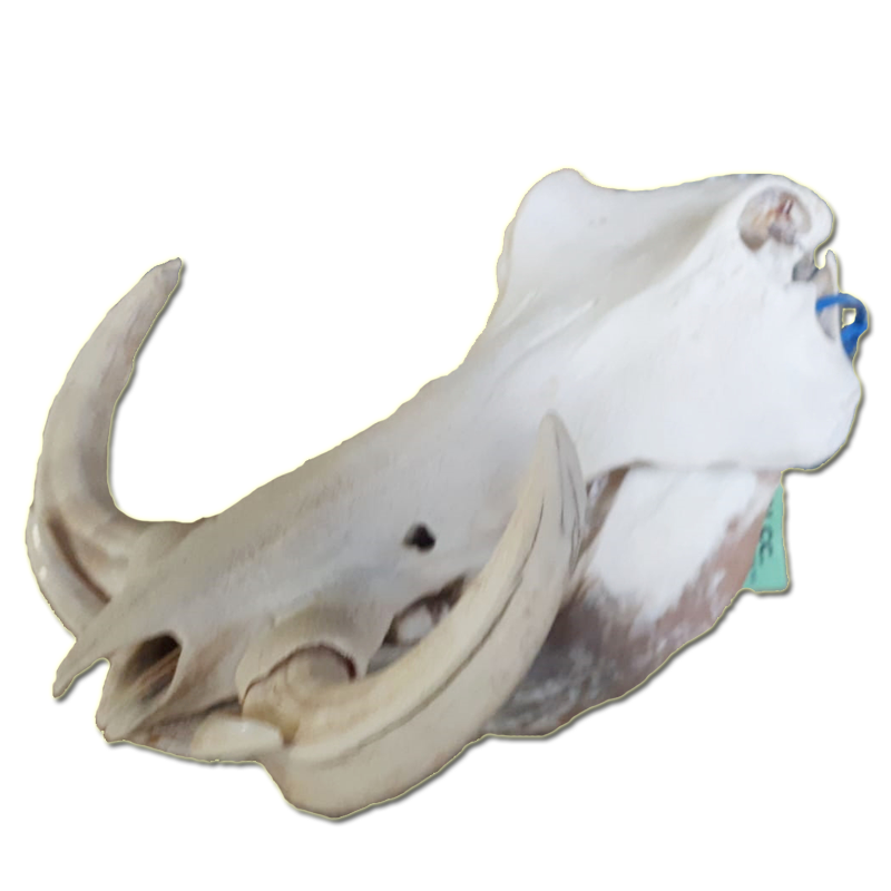Warthog Skull - WS100 - Image 3