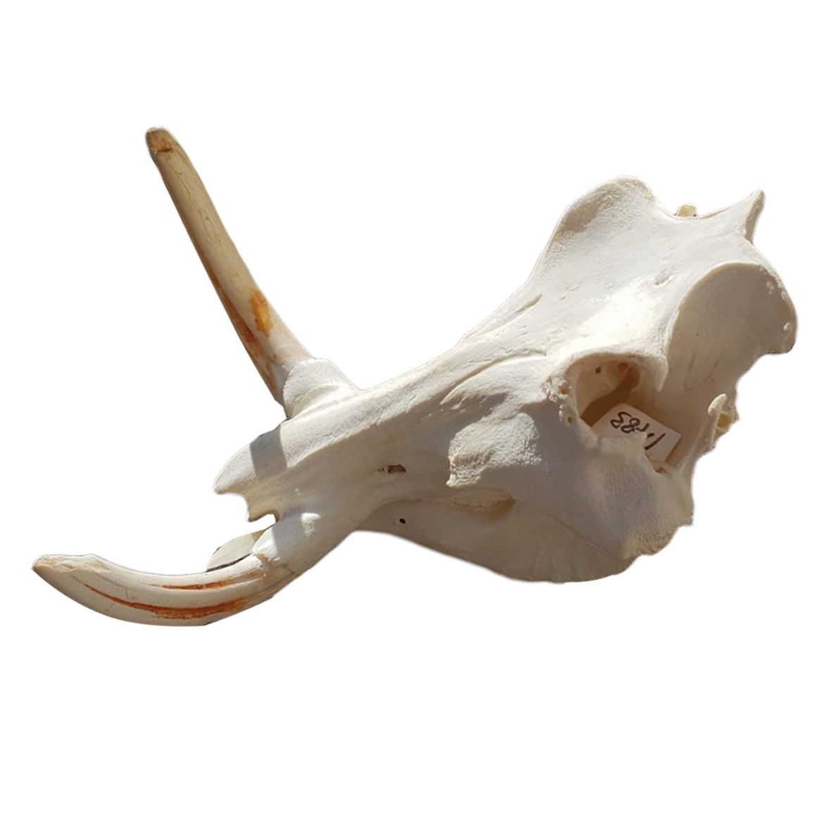 WARTHOG SKULL WS01 - Image 3