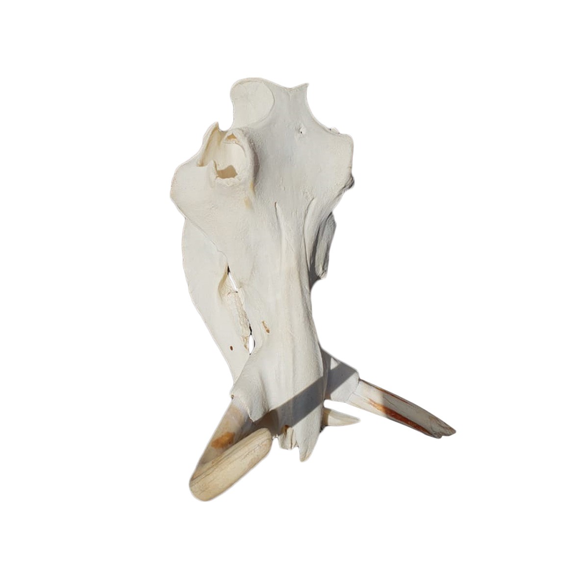 WARTHOG SKULL WS01 - Image 4