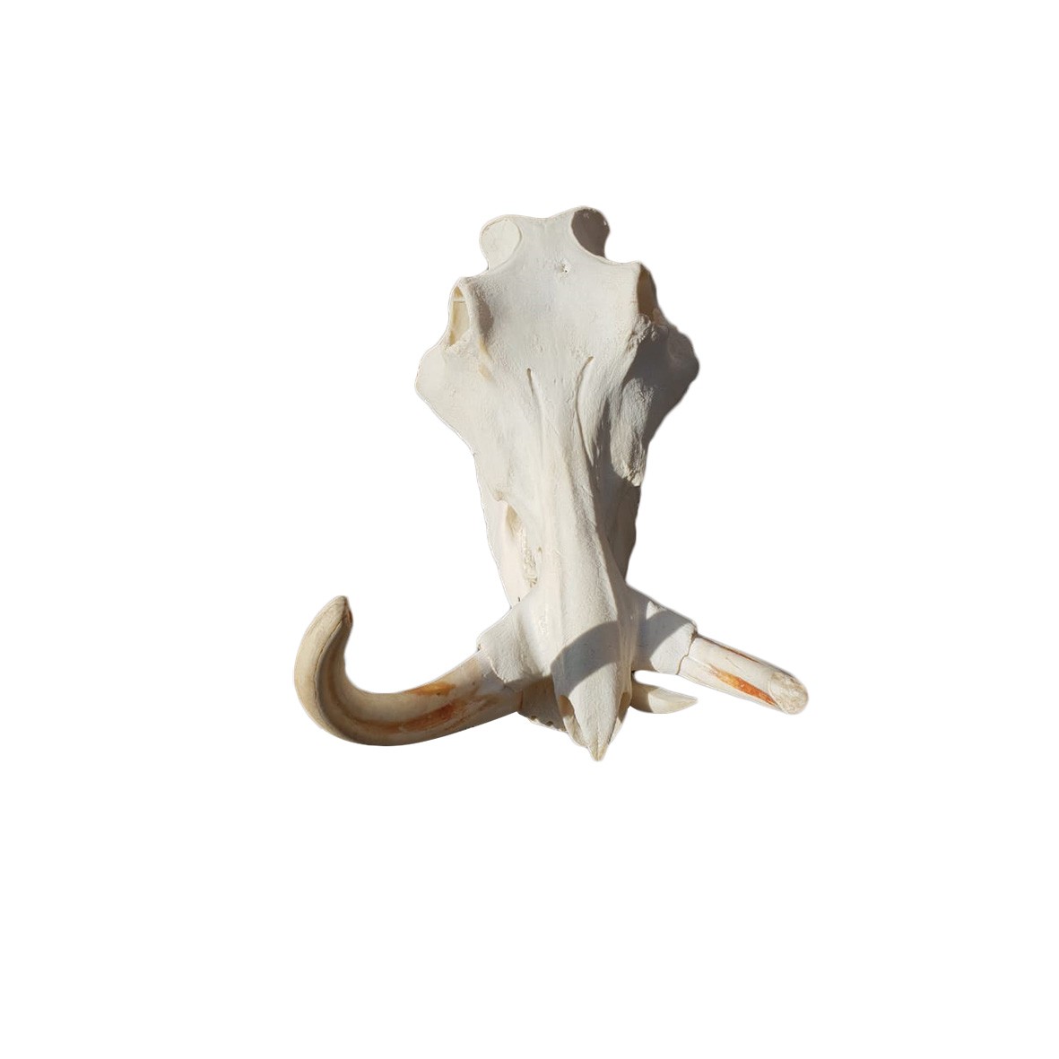 WARTHOG SKULL WS01 - Image 5