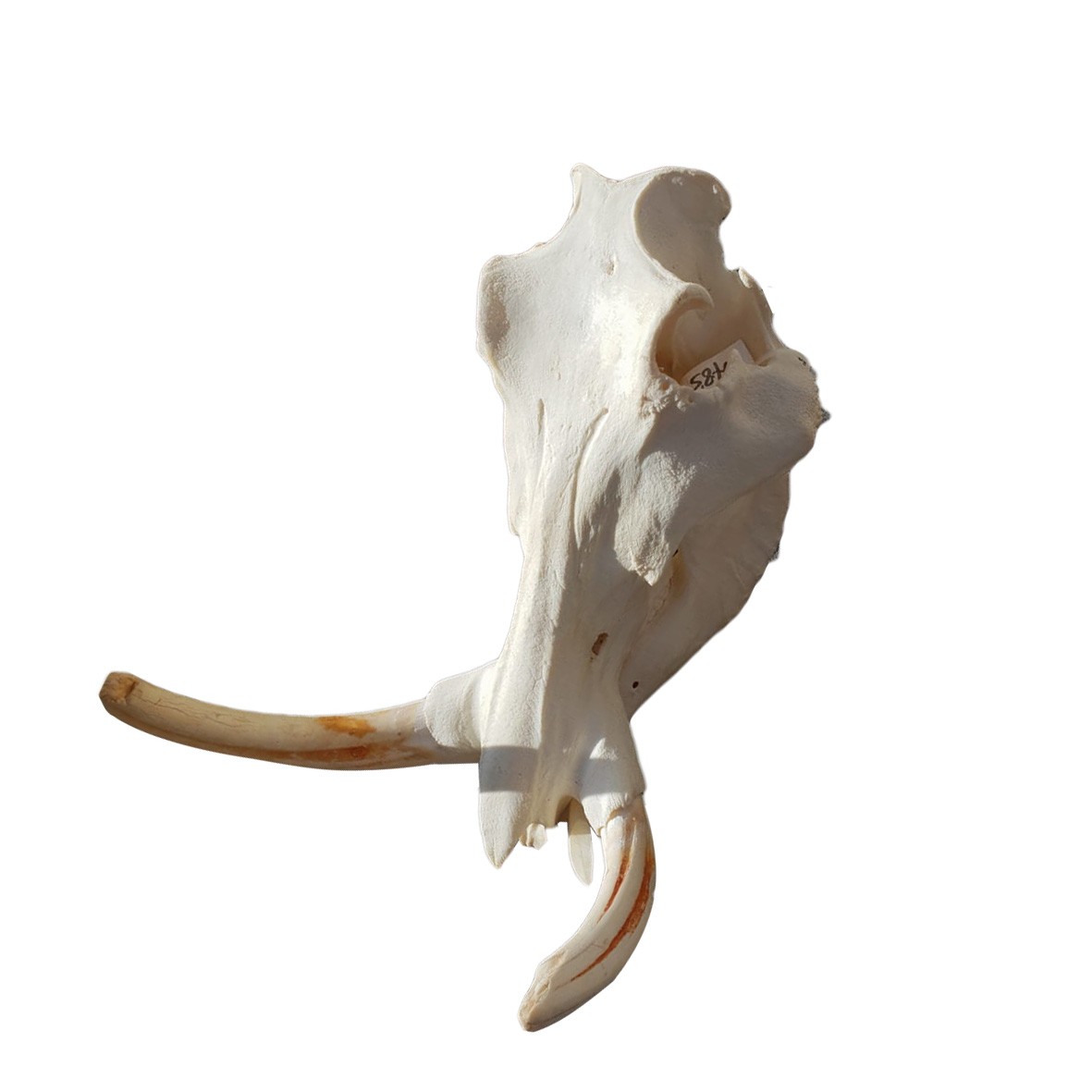 WARTHOG SKULL WS01