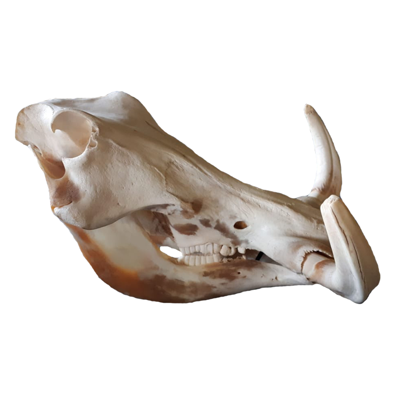 Warthog Skull - WS101 - Image 2