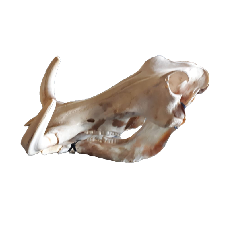 Warthog Skull - WS101 - Image 3