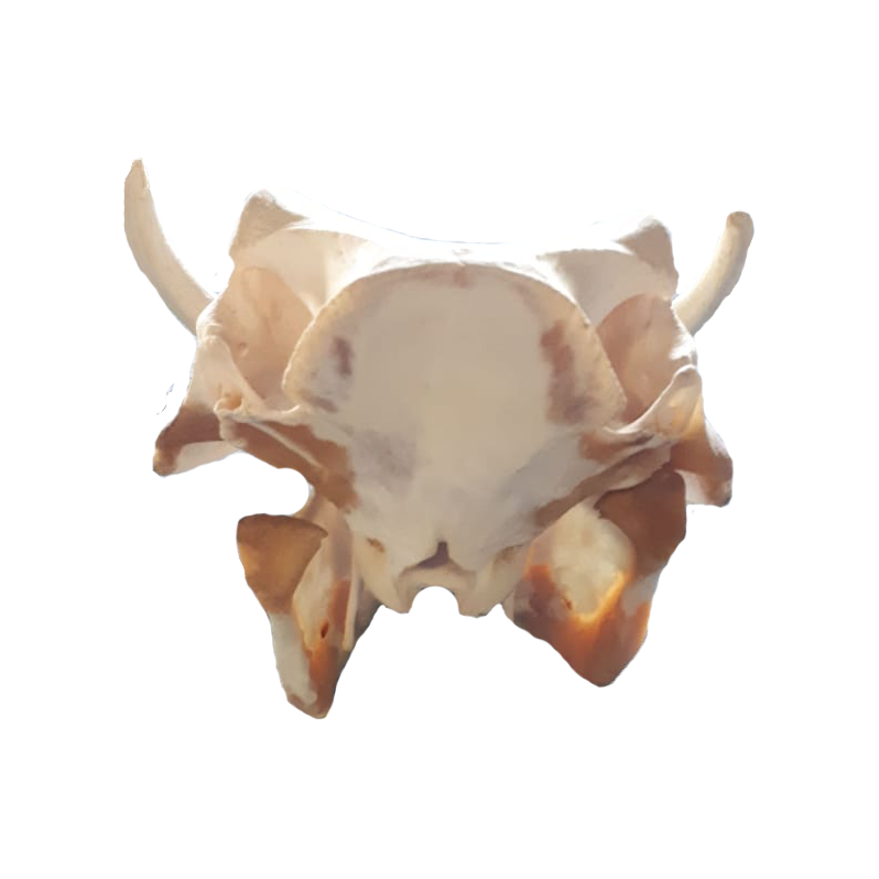 Warthog Skull - WS101 - Image 4