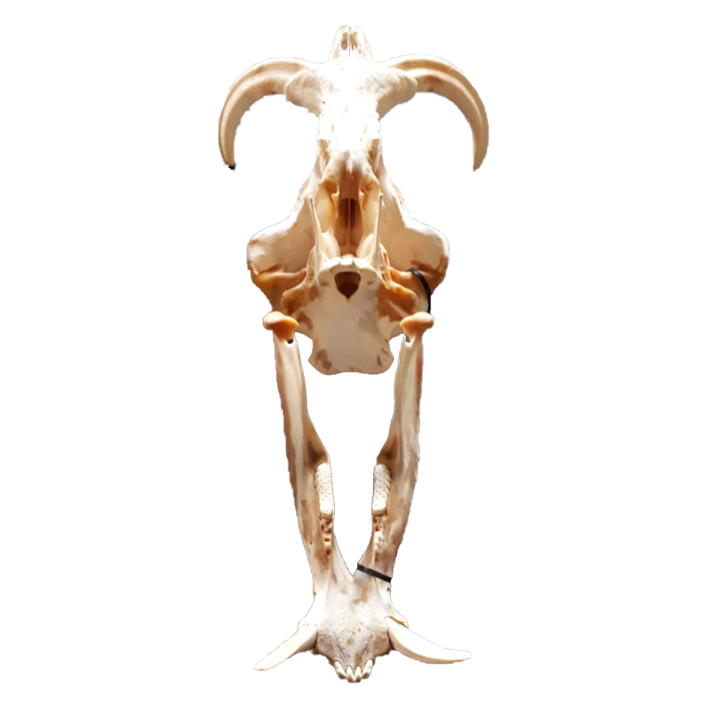 Warthog Skull - WS101 - Image 5