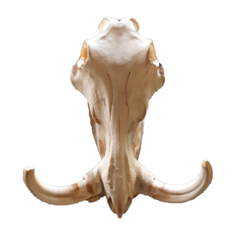 Warthog Skull - WS101