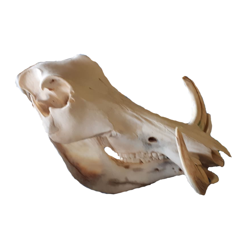 Warthog Skull - WS102 - Image 2