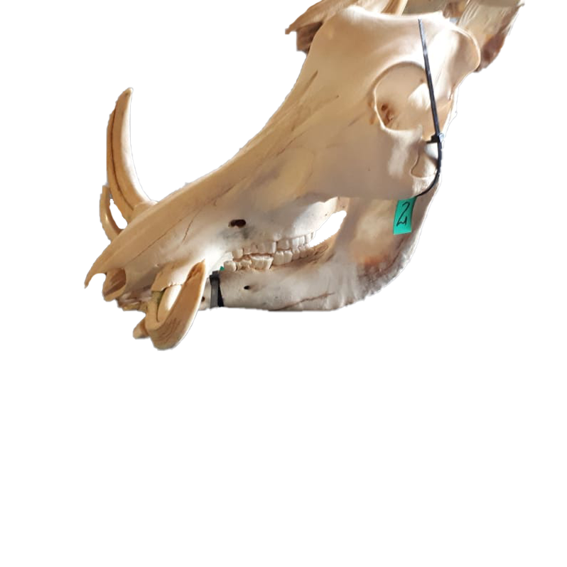 Warthog Skull - WS102 - Image 3