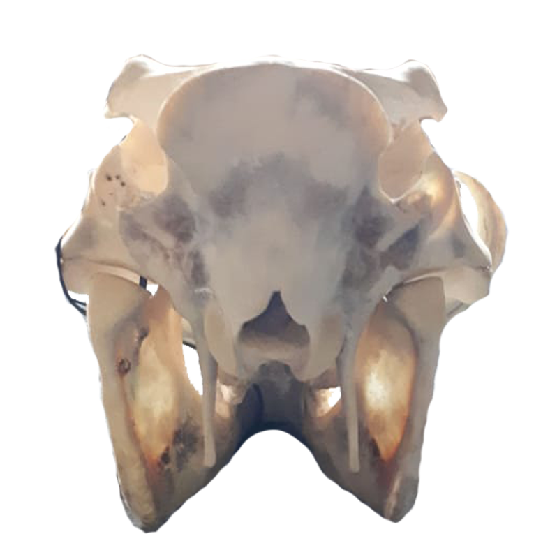 Warthog Skull - WS102 - Image 4