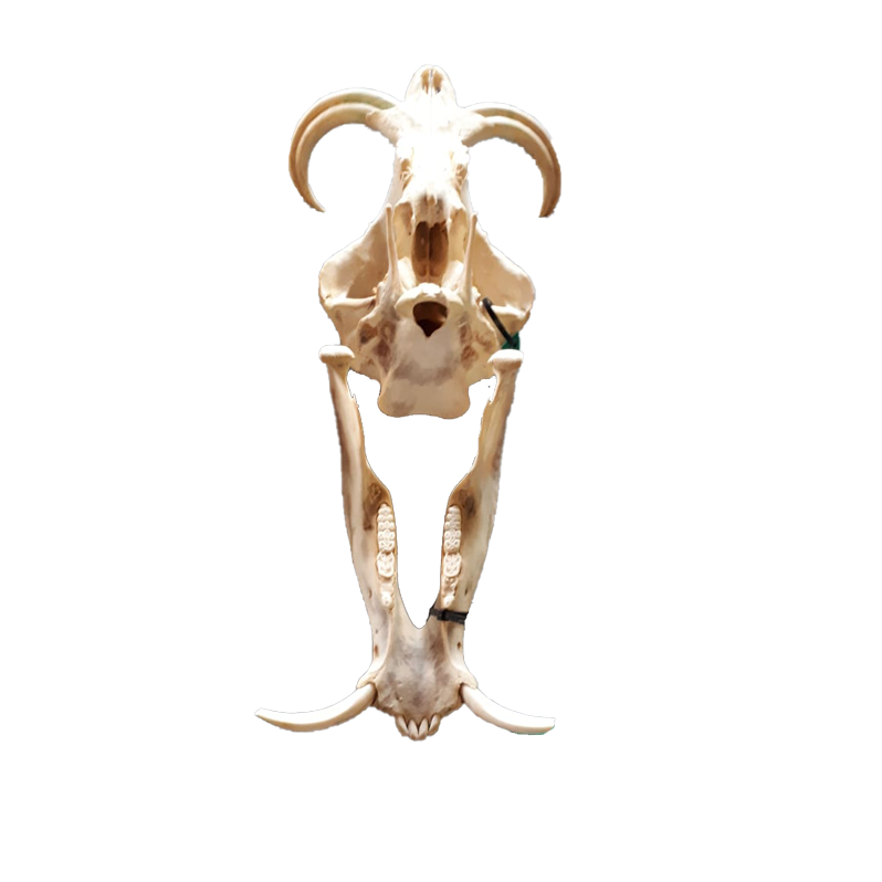 Warthog Skull - WS102 - Image 5