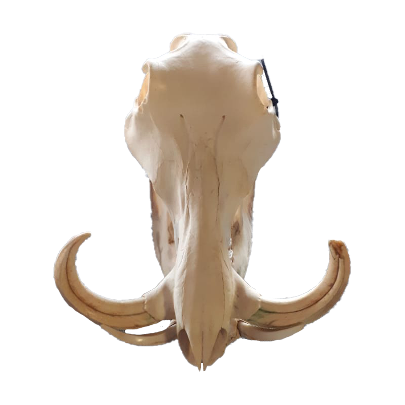 Warthog Skull - WS102