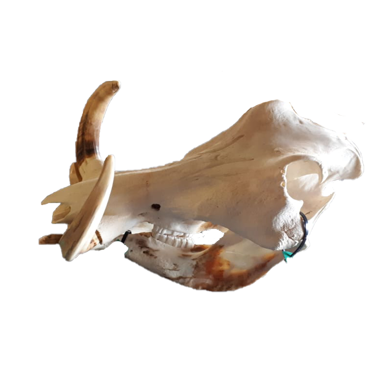 Warthog Skull - WS103 - Image 2