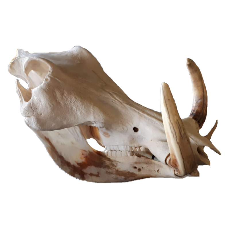 Warthog Skull - WS103 - Image 3