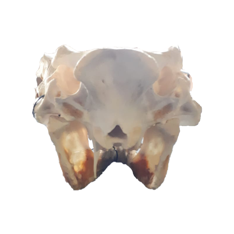 Warthog Skull - WS103 - Image 4