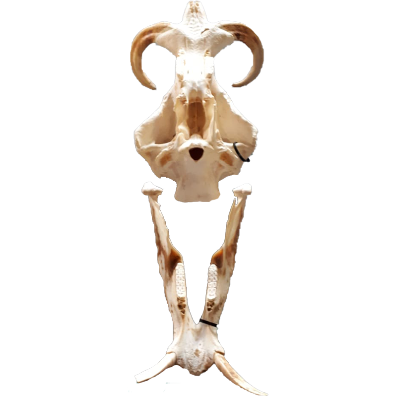 Warthog Skull - WS103 - Image 5
