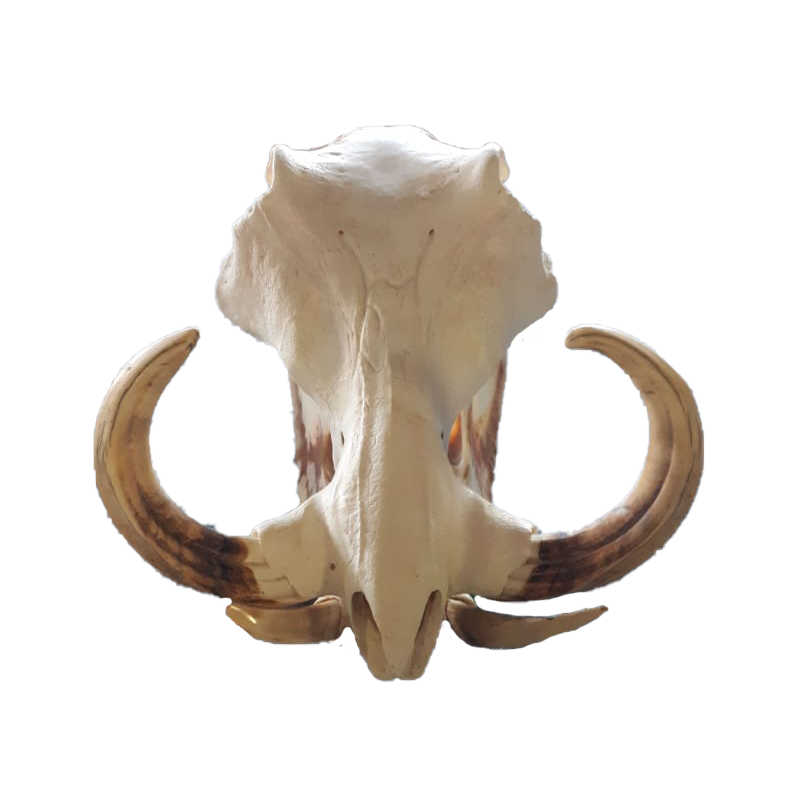 Warthog Skull - WS103