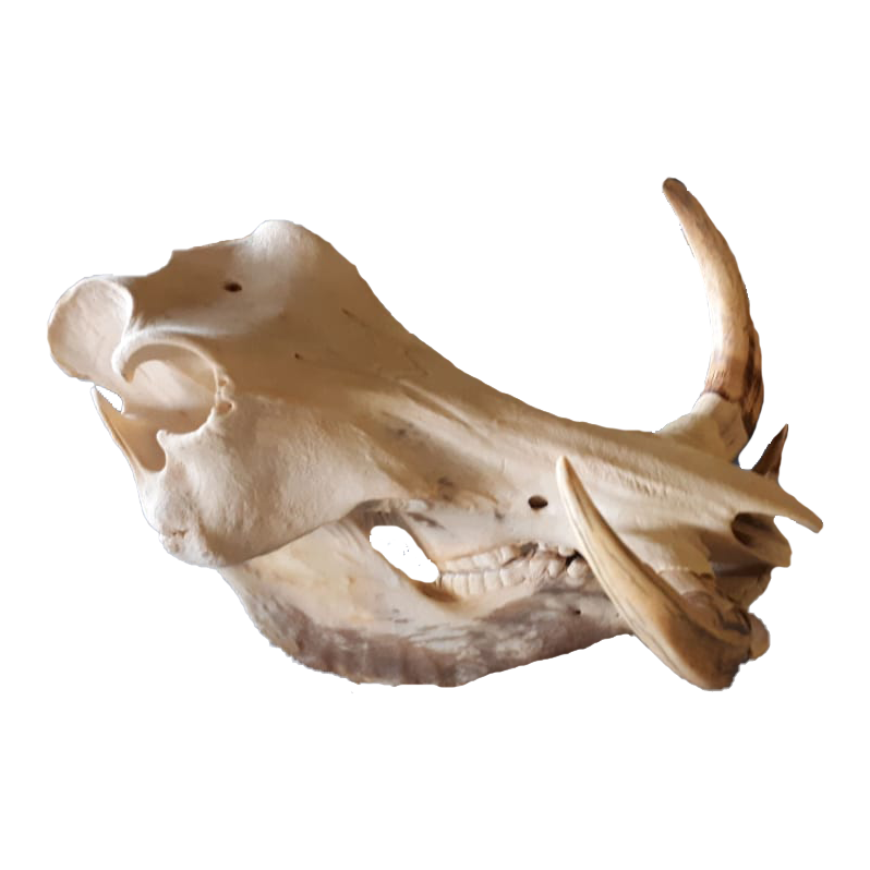 Warthog Skull - WS104 - Image 2
