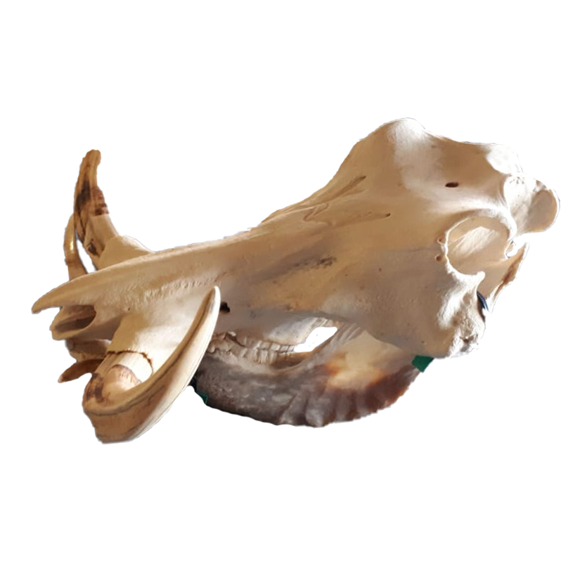 Warthog Skull - WS104 - Image 3