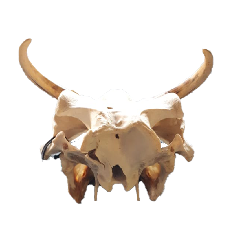 Warthog Skull - WS104 - Image 4